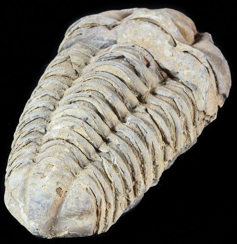 Calymene Trilobite From Morocco - Large Size #49642